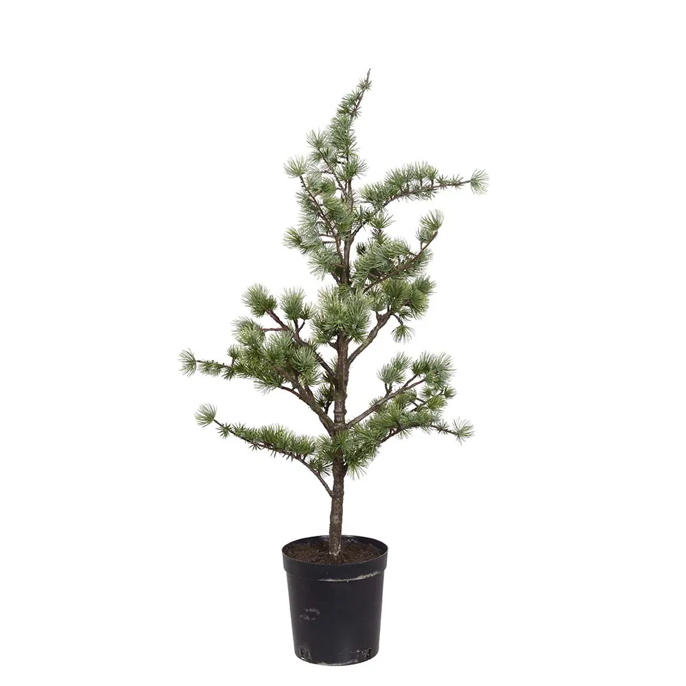 Mr Plant, Cedertre i potte 80 cm