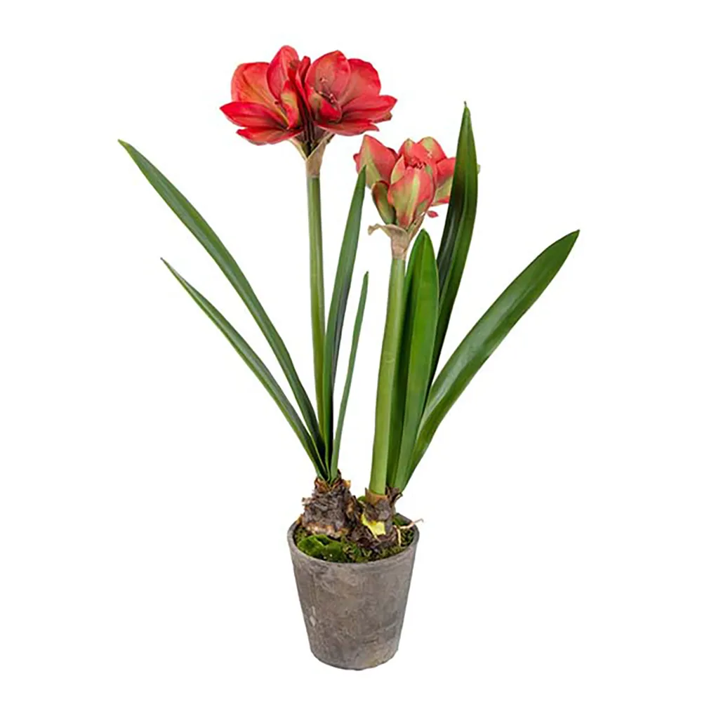 Mr Plant, Amaryllis 90 cm Rød