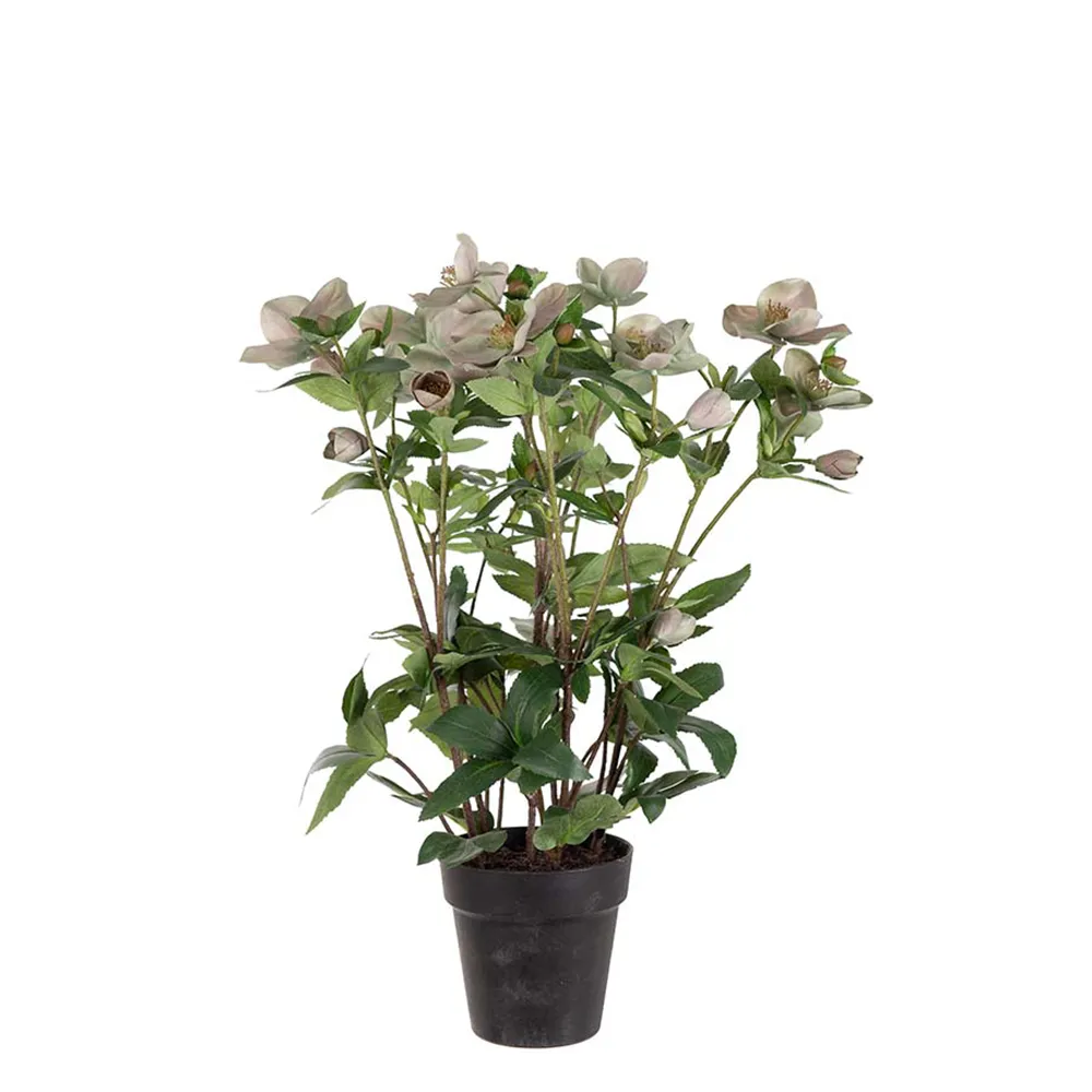 Mr Plant, Helleborus i potte 55 cm rosa