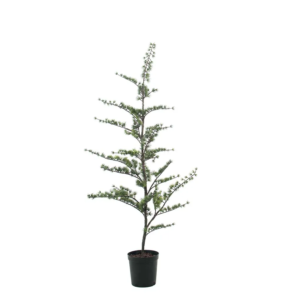 Mr Plant, Cedertre i potte 150 cm